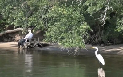 The Great Egret: The Bird That Nearly Vanished for a Hat