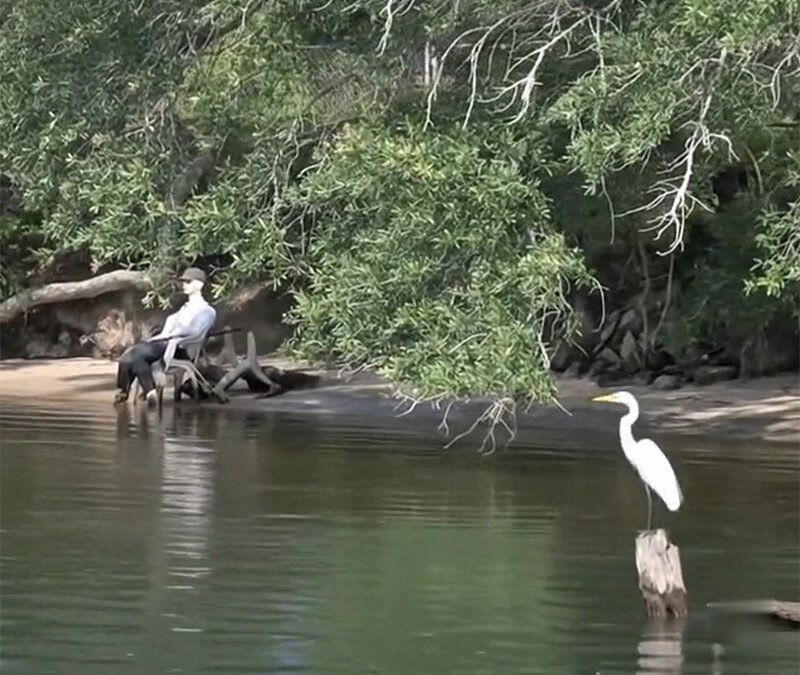 The Great Egret: The Bird That Nearly Vanished for a Hat